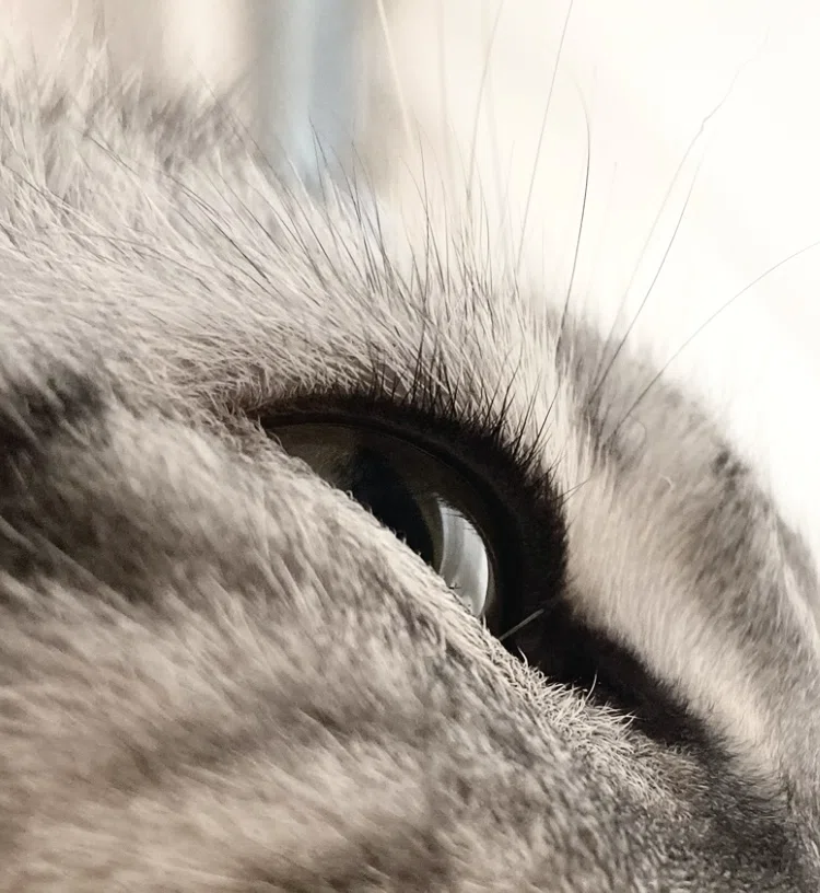 猫のまつ毛｜福太郎