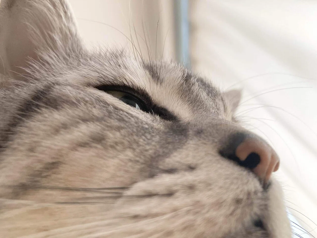 猫のまつ毛｜福太郎