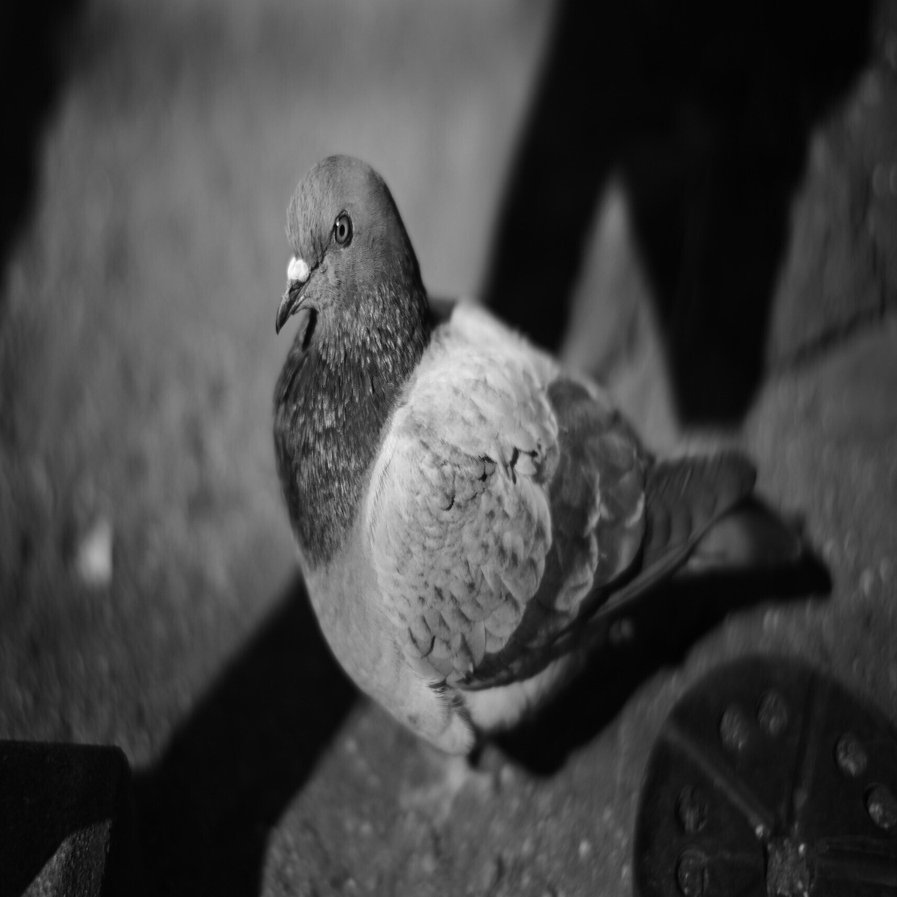 買って良かったNOKTON 40mm F1.2 Aspherical(Zマウント)｜たてて