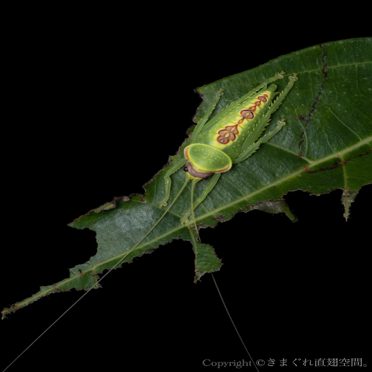 キョジンツユムシに酷似のOnomarchus uninotatus キリギリス 【公式通販】