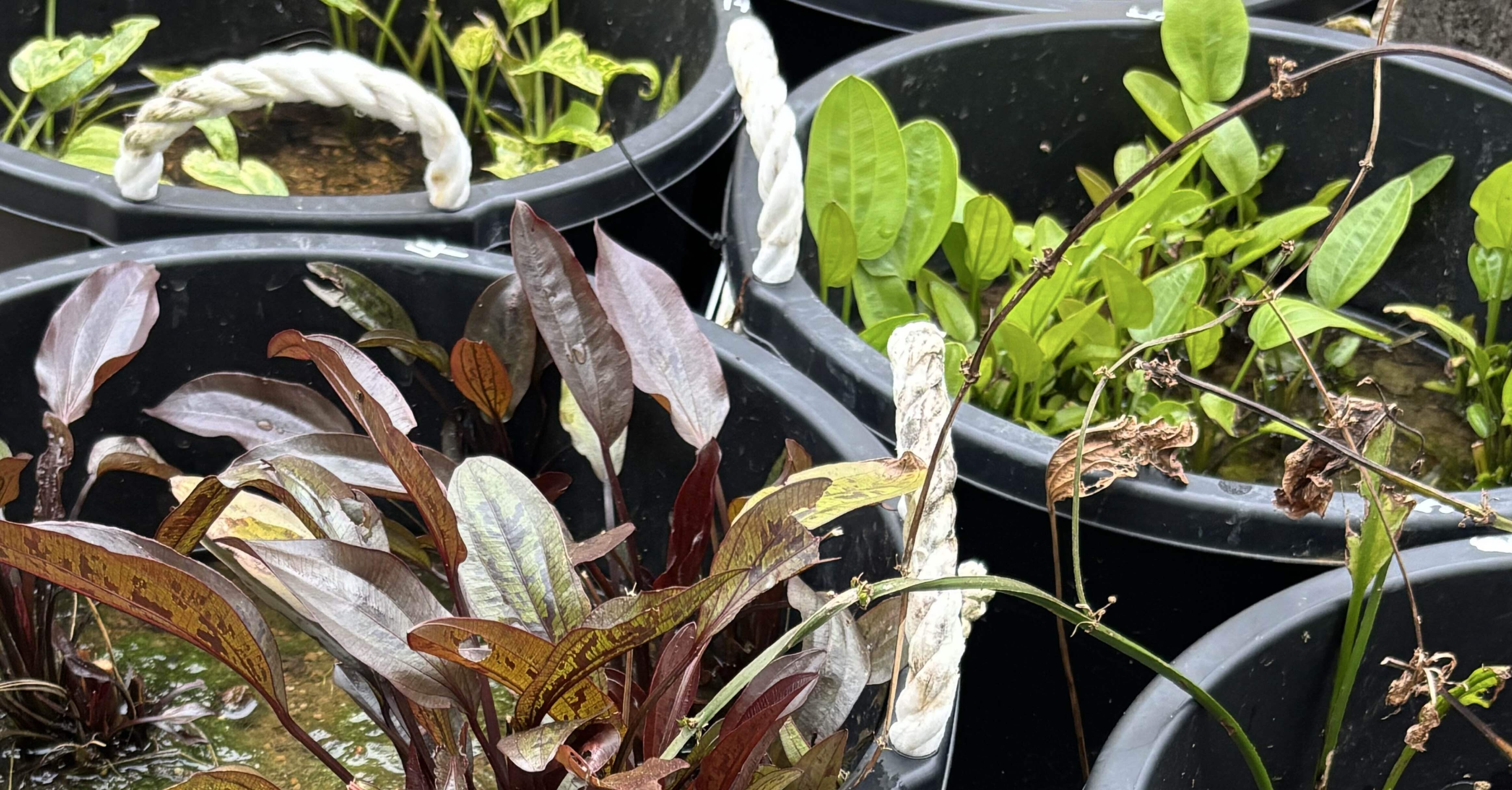 3/8 屋外・屋内エキノ メンテ｜apf_greencarpet@ぐりか