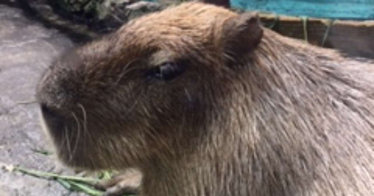 カピバラさんから学んだこと Merci Note