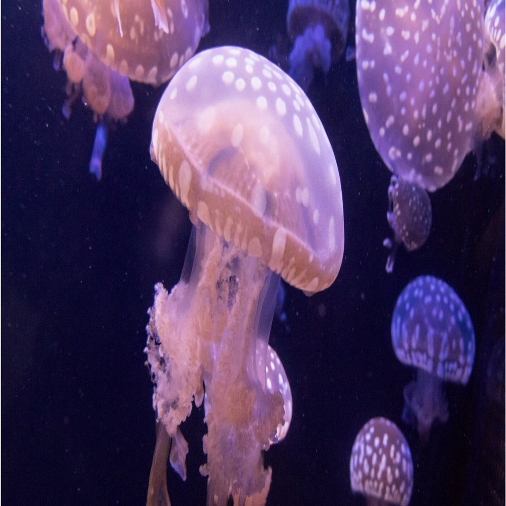 タコクラゲページ タコクラゲ｜アクアモノグラフ情報｜NoA｜MASUKO aquarium production