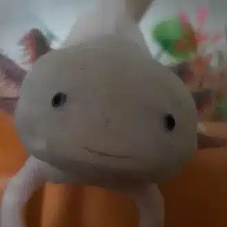 しゃものおかーさん☆