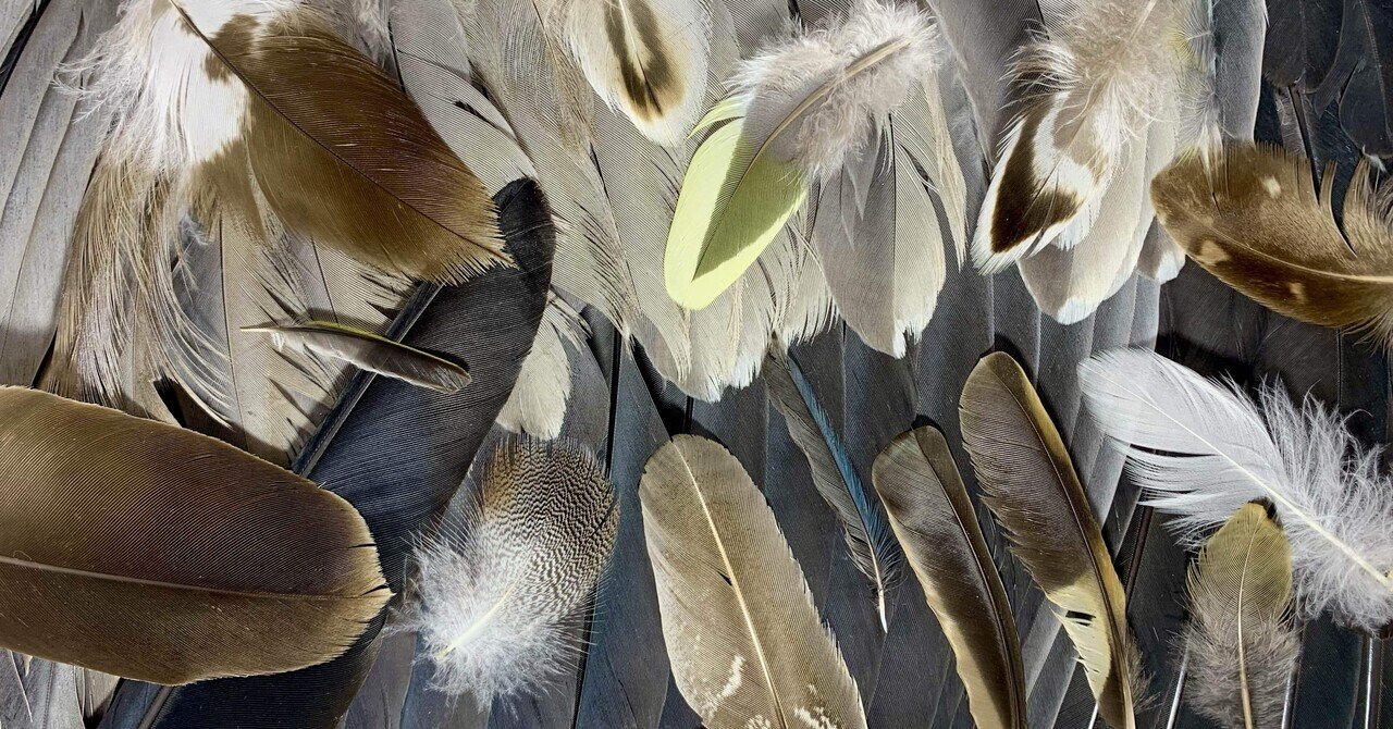 アオサギの翼標本と尾標本 鳥の羽根 アオサギの翼標本と尾