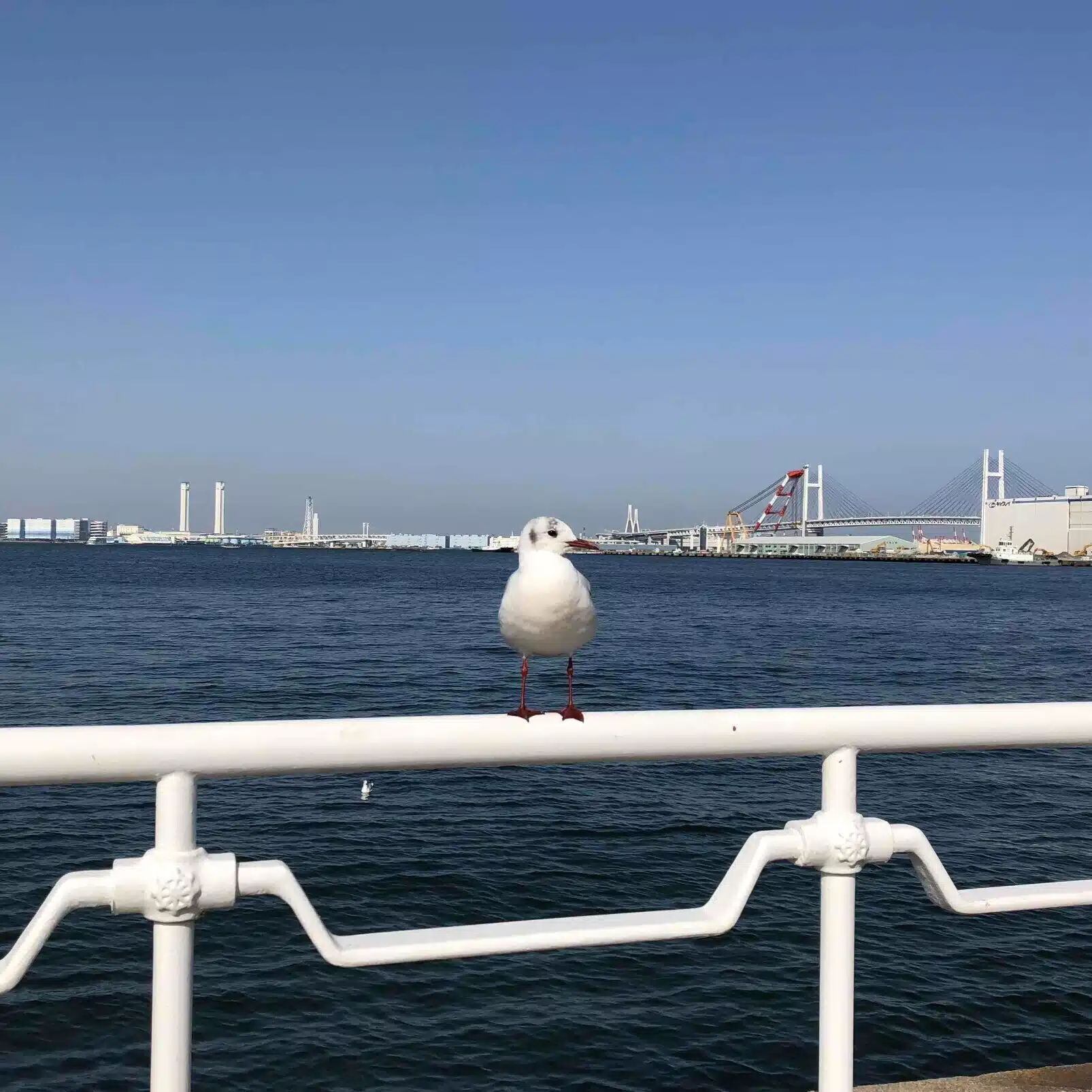 サトウシンジ