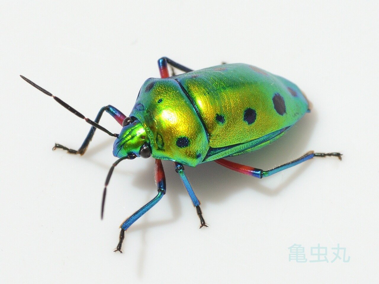 ギンポ堂クワガタマルカメムシと南米の甲虫 ギンポ堂クワガタマルカメムシと南米の甲虫 ギンポ堂様専用