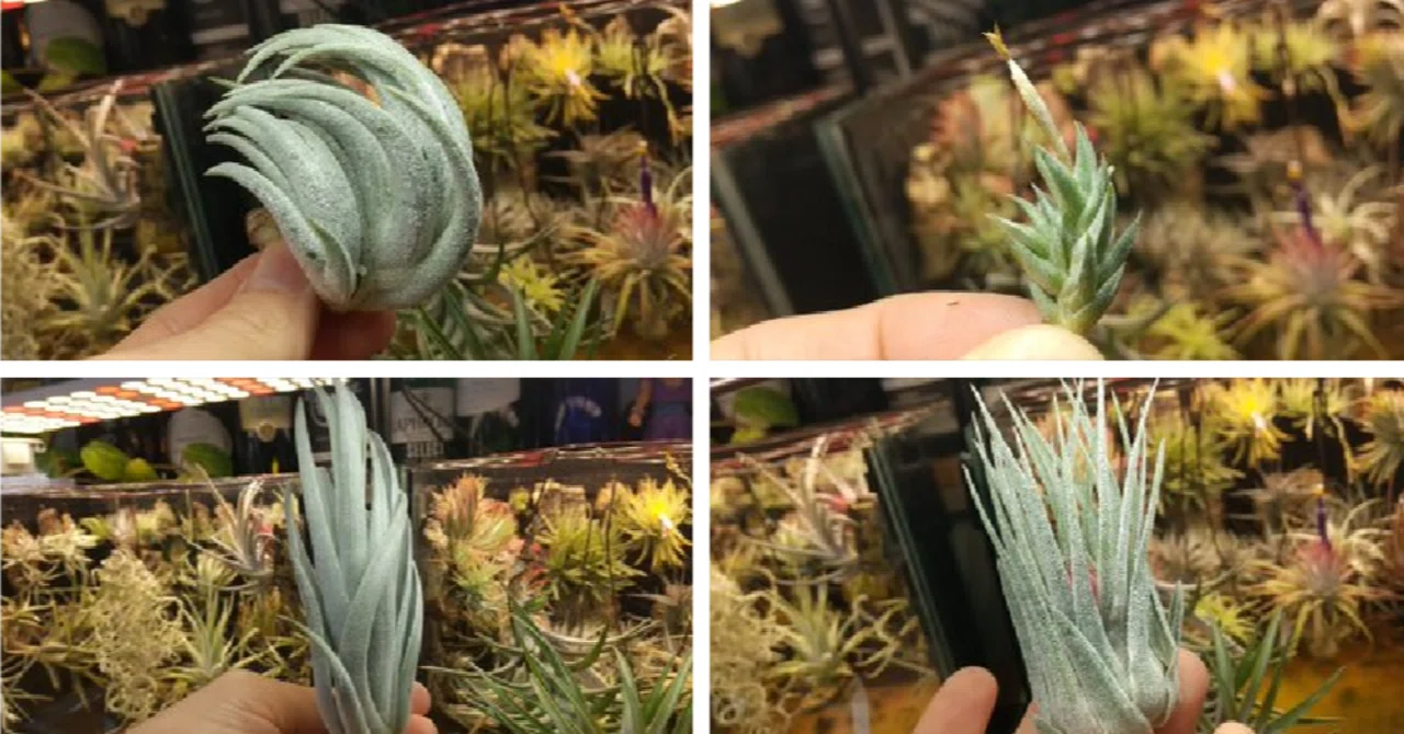 チランジア入荷リスト3/1｜NatureGarden🌿神田