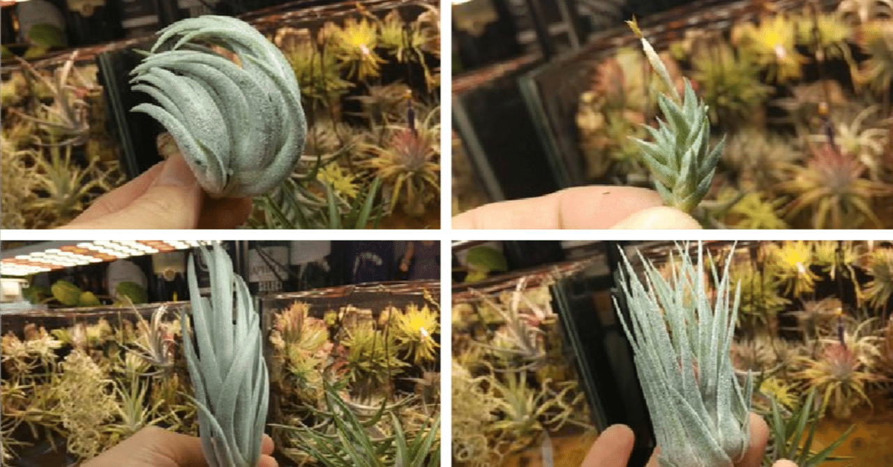 チランジア入荷リスト3/1｜NatureGarden🌿神田