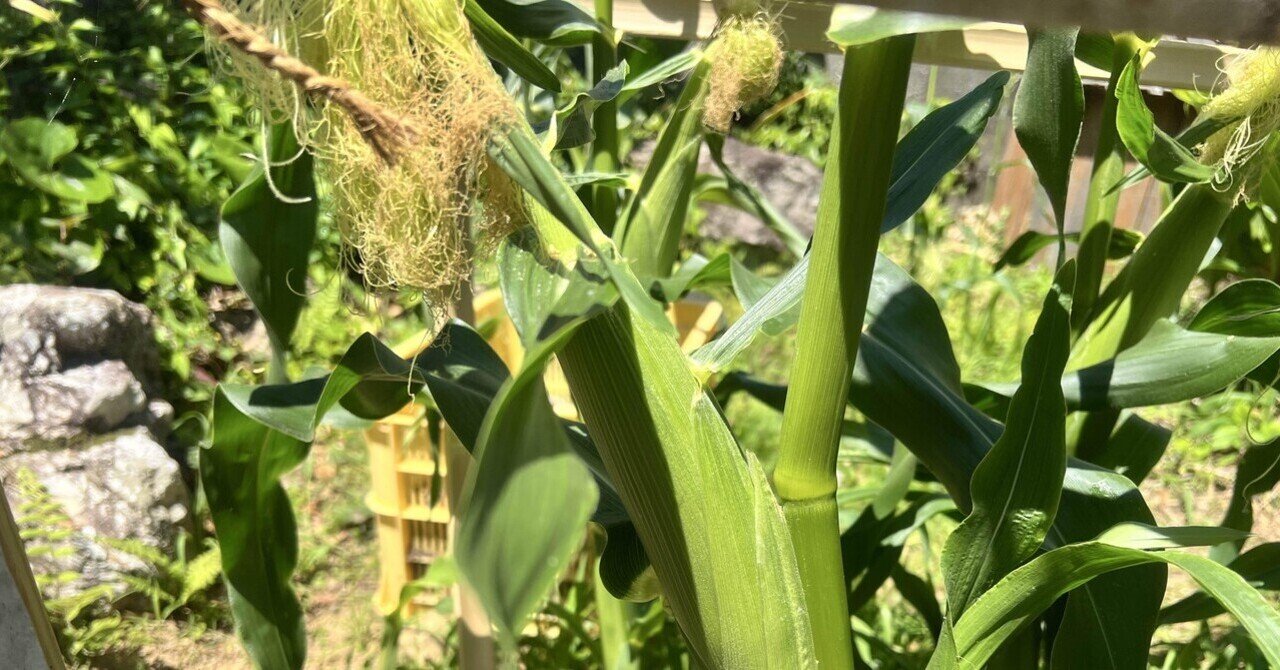 根を持つことの実践】とうもろこし畑を庭につくる(2024.3月〜7月)｜Keigo Nozaki, image size:1280x670