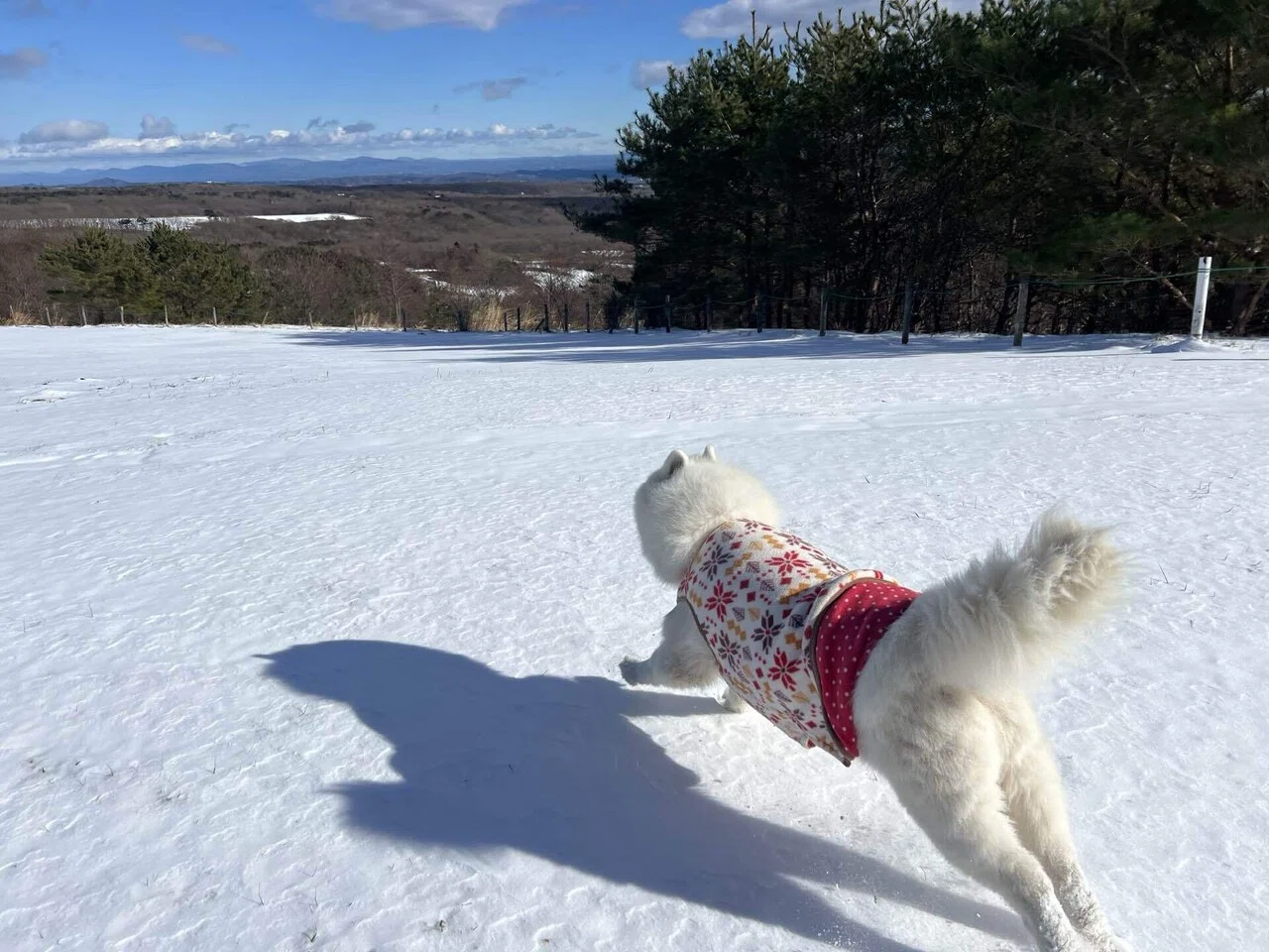 雪と遊ぶ犬たち｜那須どうぶつ王国公式note