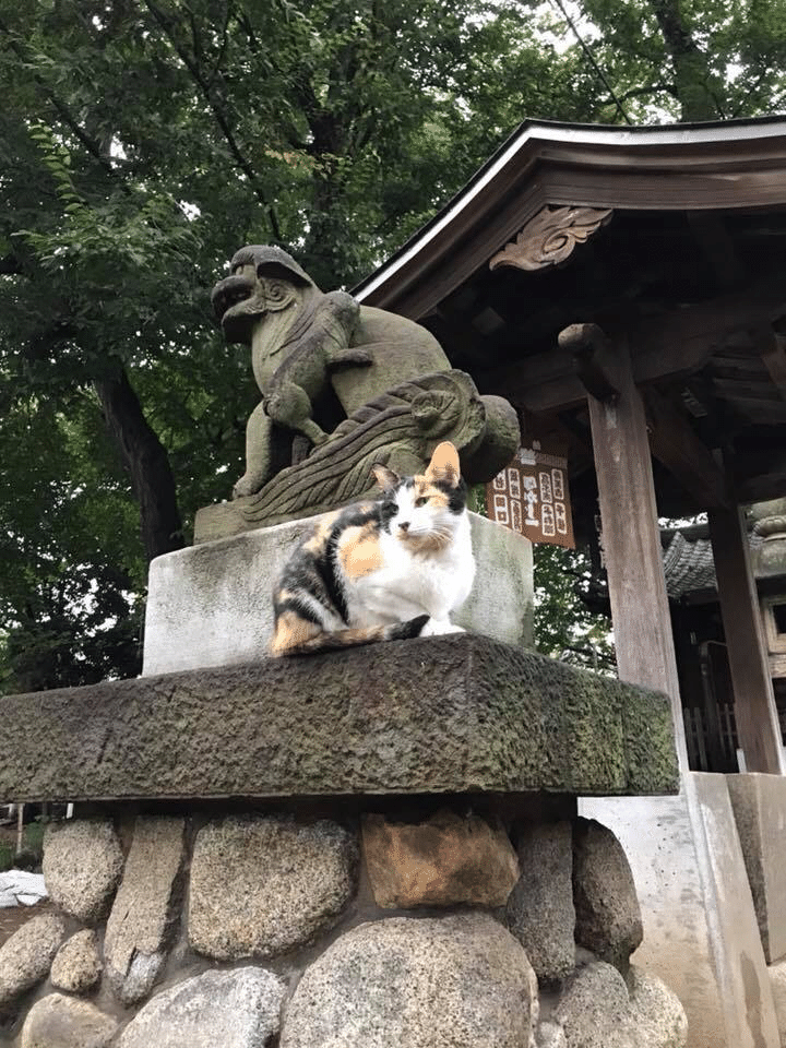 たまーに猫を見かける神社に、三毛猫。