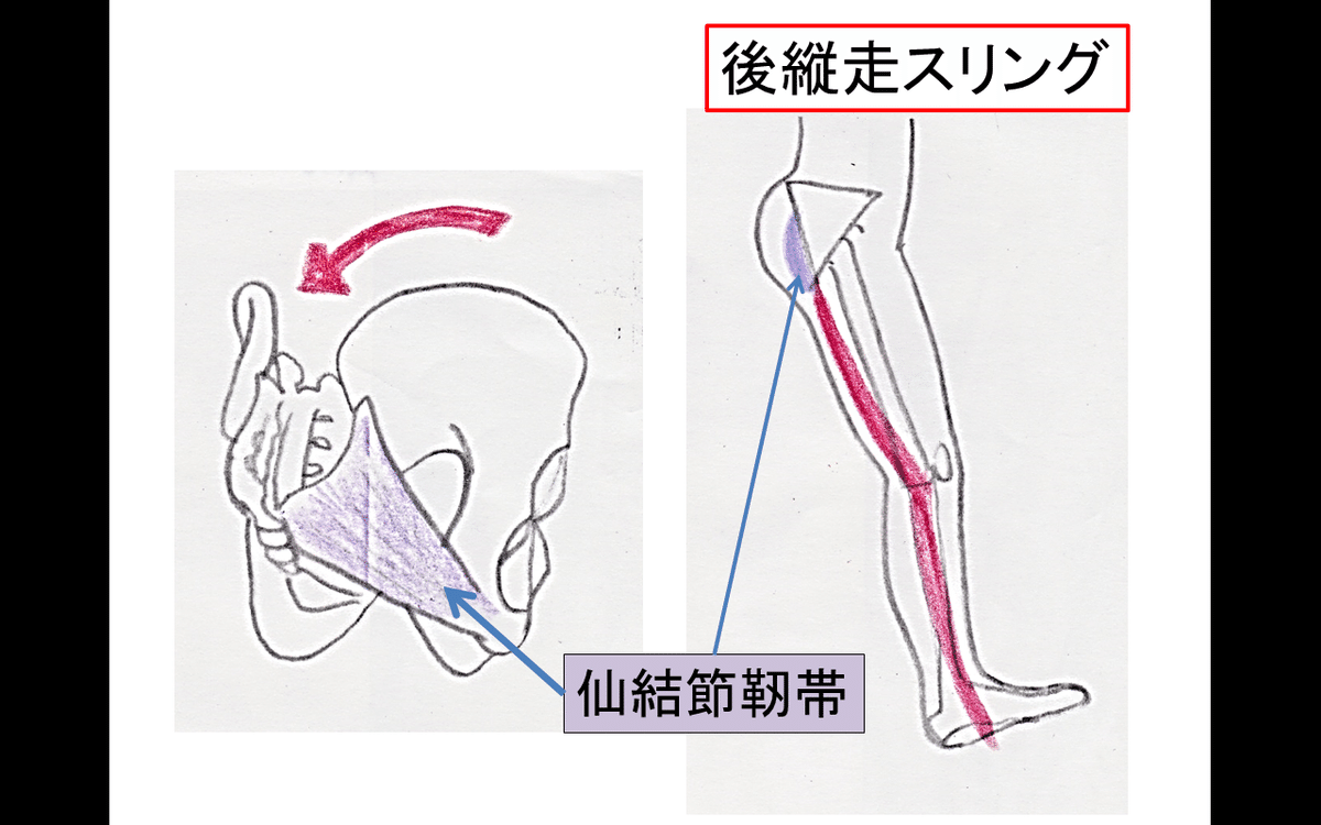 骨盤帯 原著第4版 臨床の専門的技能とリサーチの統合/医歯薬出版