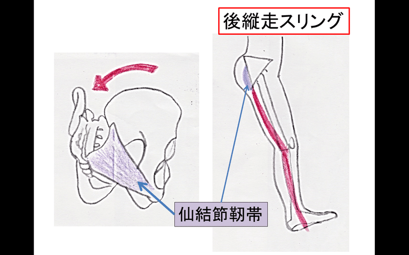 仙結節靭帯