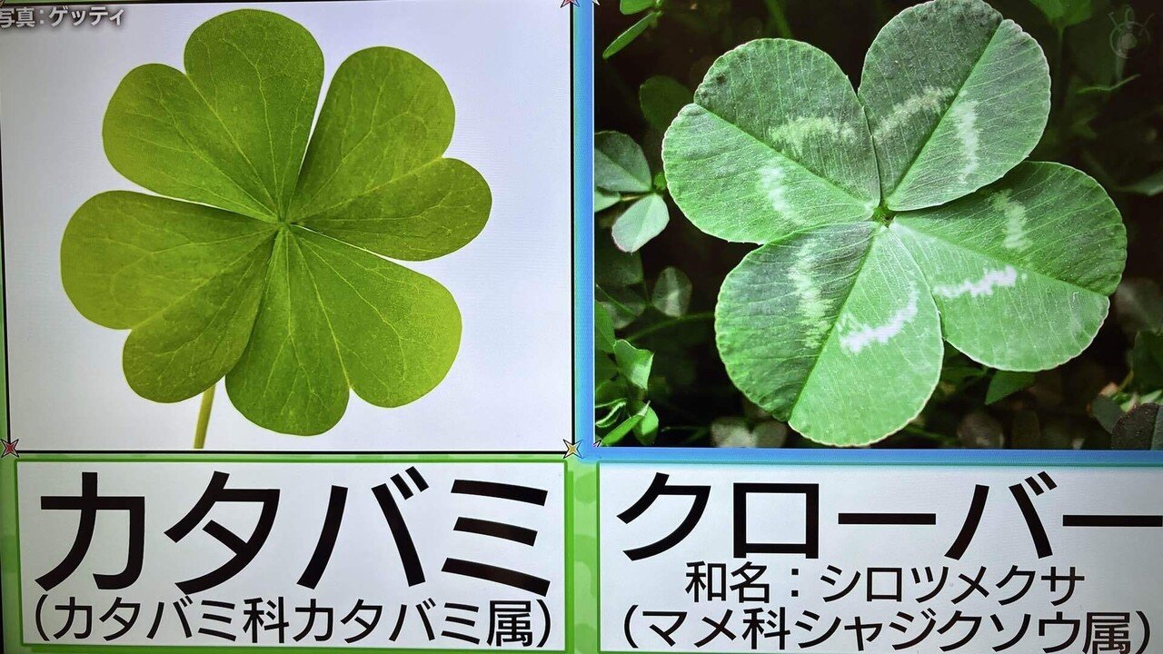 デマ】「え、それ違うの!? 実はみんなが勘違いしている『四葉の