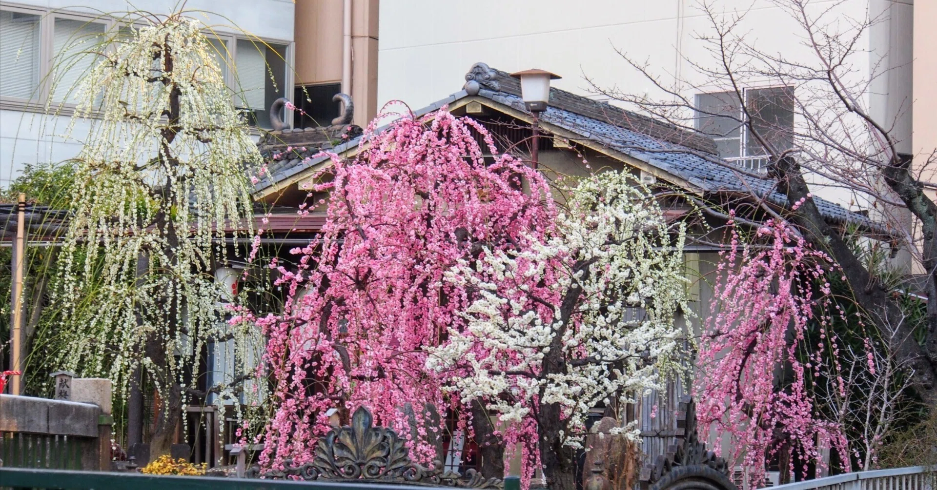 大阪天満宮2025年3月9日【しだれ梅】｜レタス