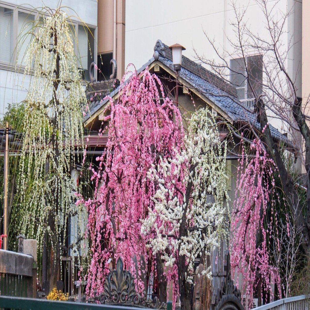 大阪天満宮2025年3月9日【しだれ梅】｜レタス