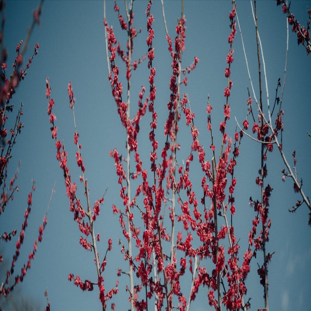 レンズ(単焦点) CHIYOKO SUPER ROKKOR 50mm f/2 Chiyoko Super Rokkor 5cm f2 C LTM - 晴れ時々ジャズ、雨のちカメラ