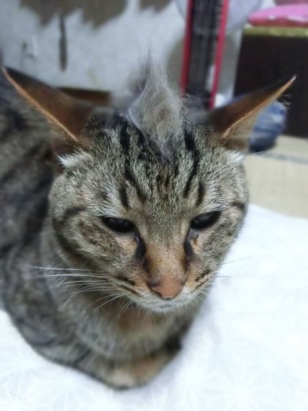 モヒカン銀杏 笑い猫 猫とお絵描き Note モヒカン銀杏 笑い猫 猫とお絵描き Note