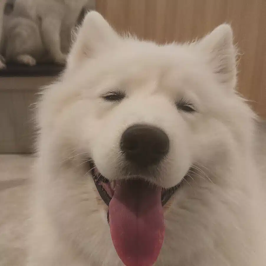 _oto_samoyed