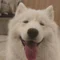 _oto_samoyed