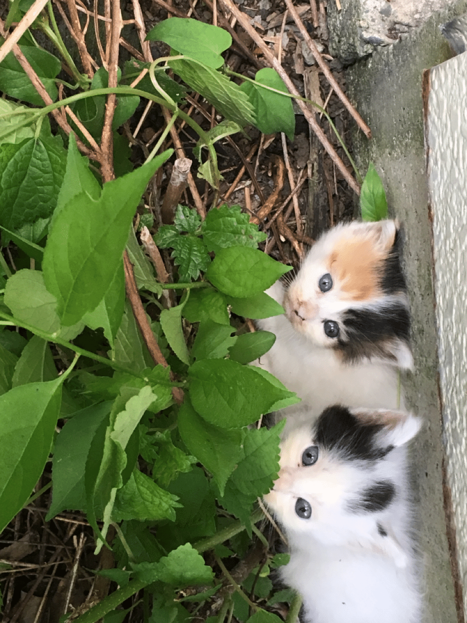 捨て猫だった きたごう行政書士事務所 Note