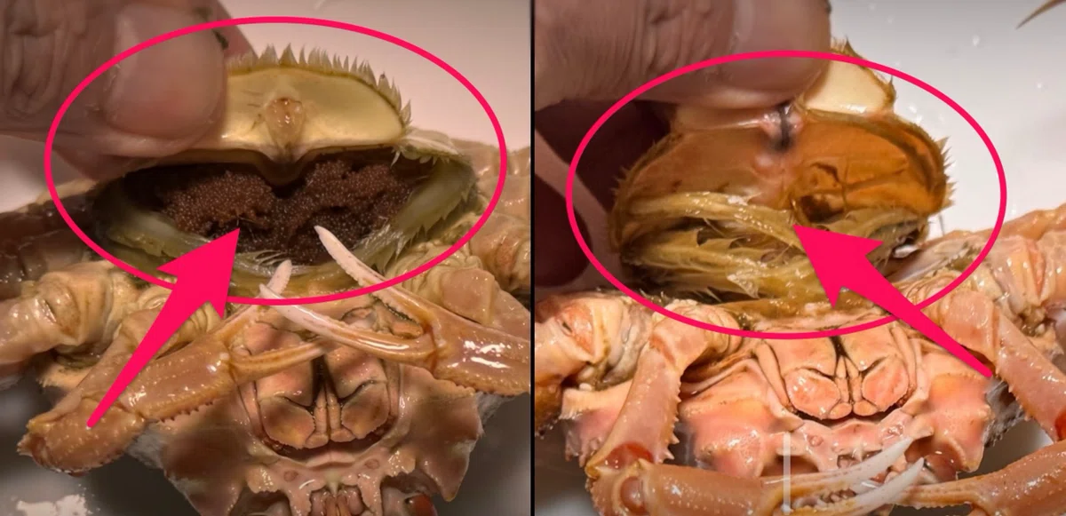 🦀カニの『内子』と『外子』 どう違う？｜かつおjapan