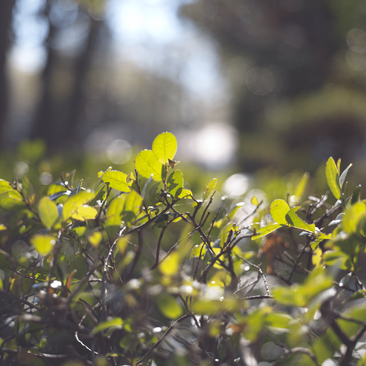昨日の緑🌱とオールドレンズの話◎【 503CW+CF80mm 昨日の緑🌱とオールドレンズの話◎【 503CW+CF80mm