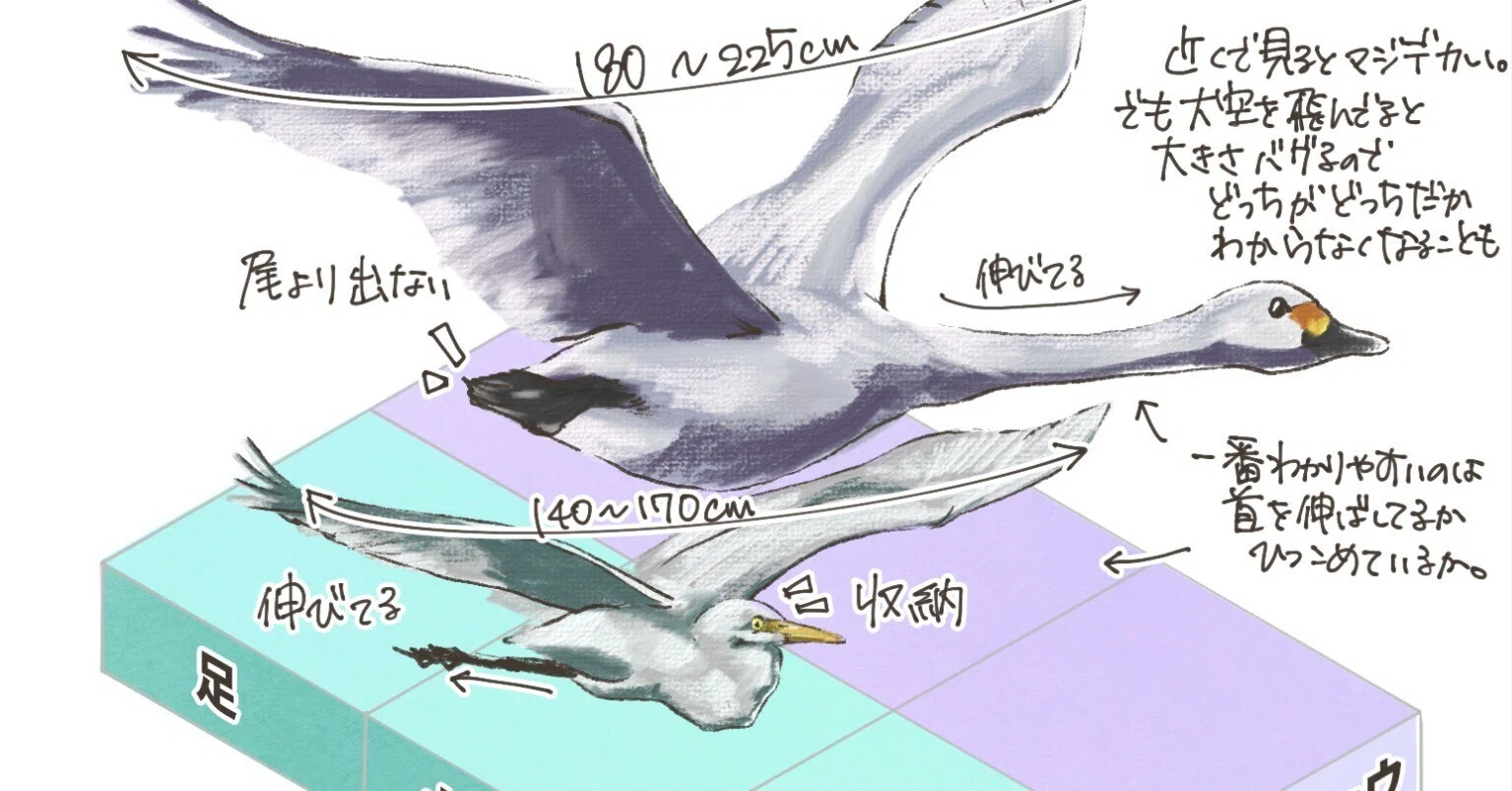 飛んでる白い鳥の見分け方｜ハクチョウ、サギ｜くますけ｜自然ガイド