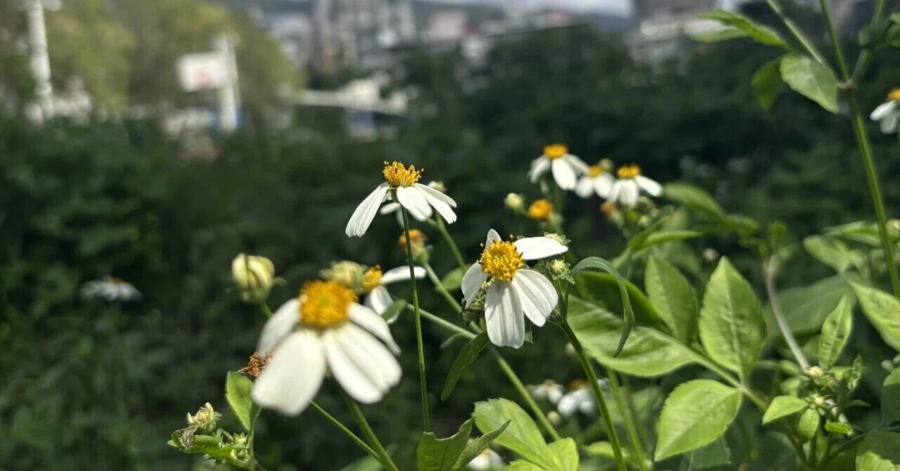台湾のいたる所に咲く白い可憐な花［威豐草 シェンフォンツァオ］は