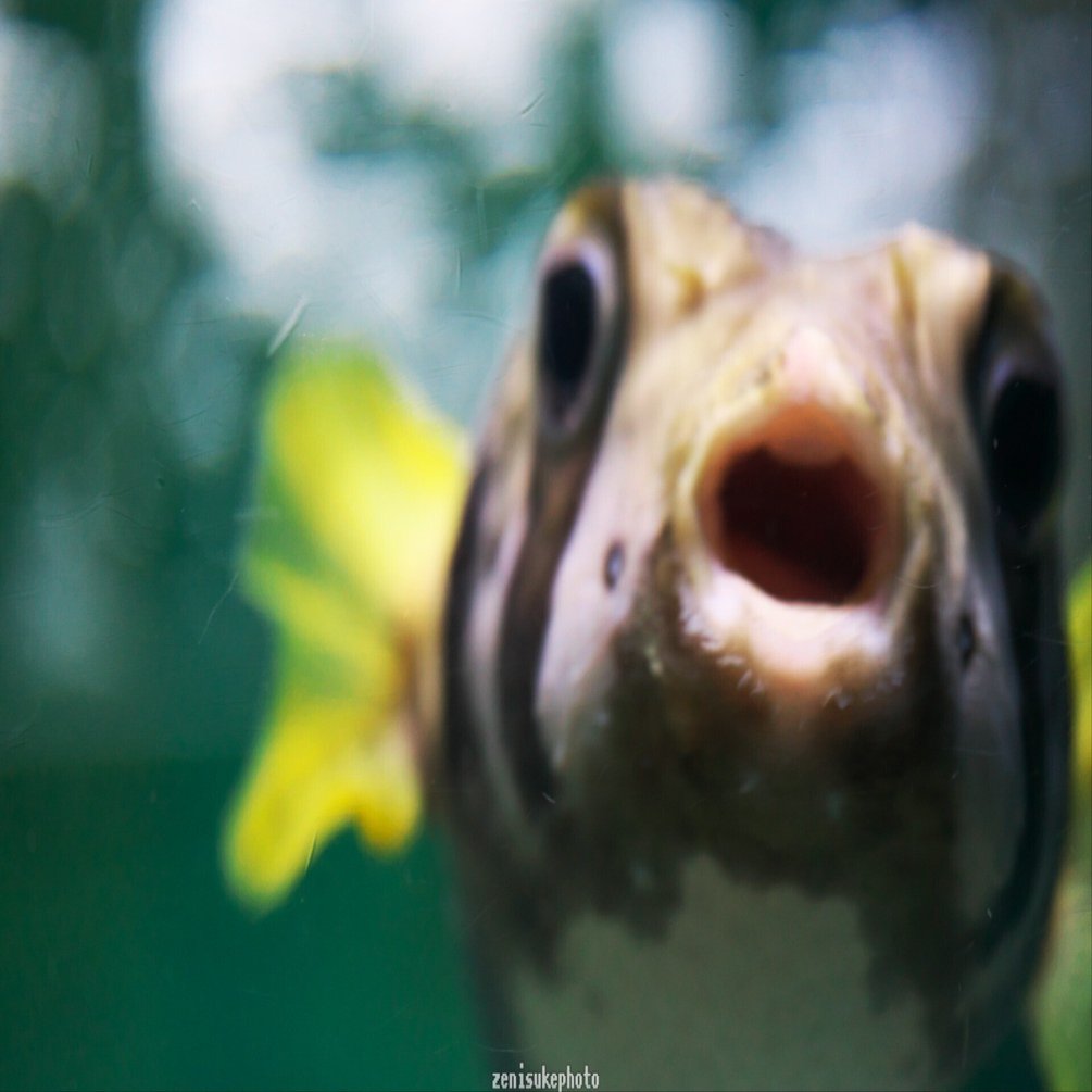 実は日本最古、魚津水族館に行ってきた｜銭祐