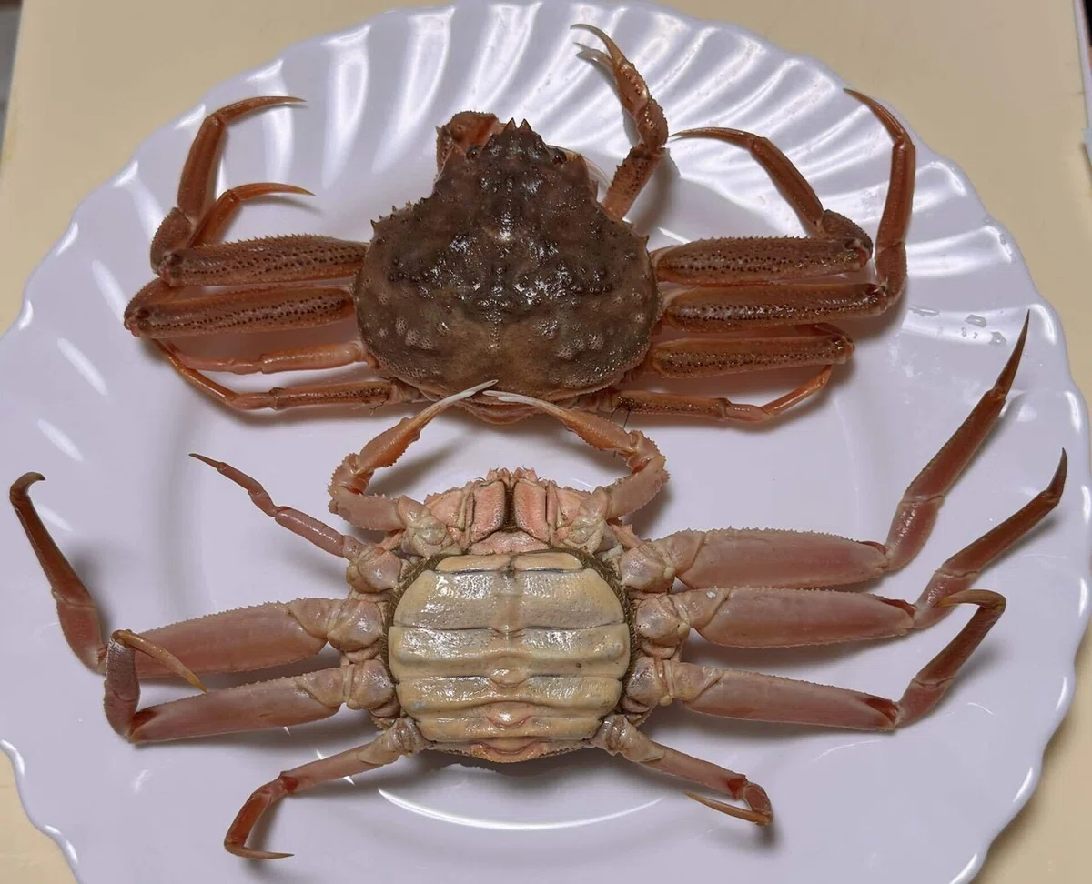 🦀カニの『内子』と『外子』 どう違う？｜かつおjapan