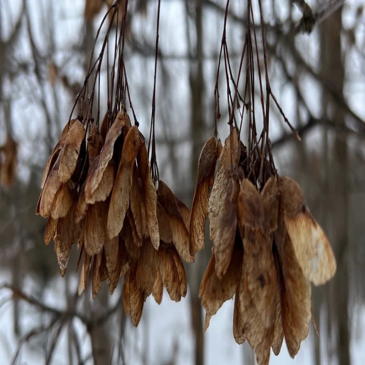 山採り　イタヤカエデ イタヤカエデ (Maple)｜たねから育てるニセコの森