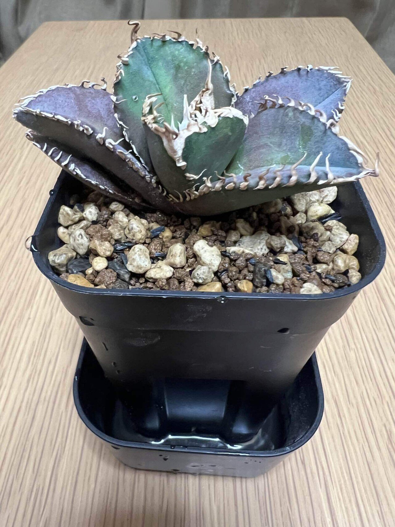 育成3ヶ月 アガベ 金剛 キングコング 子株 発根済み 【公式通販】