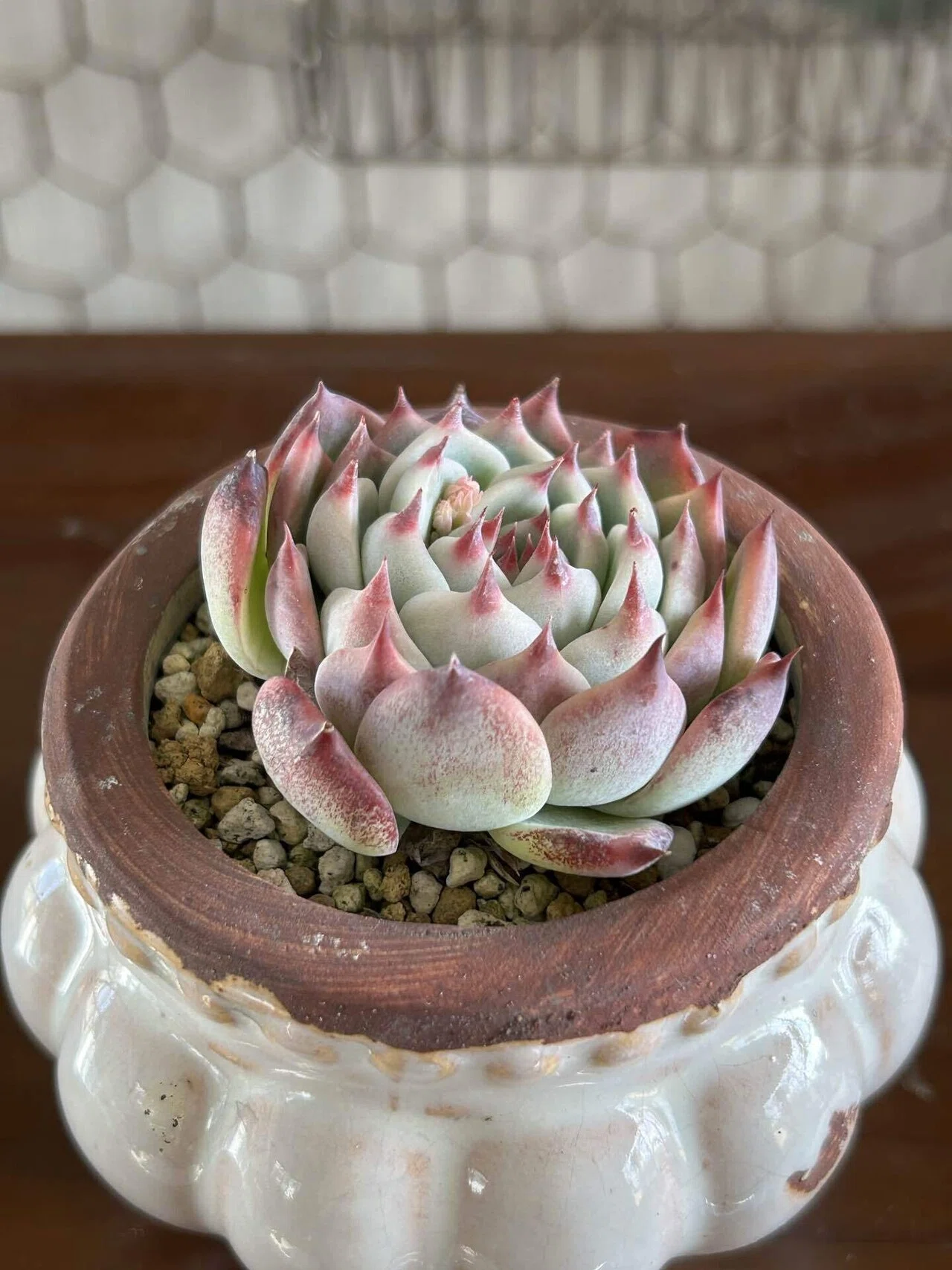 多肉植物大人気綺麗・可愛い zlj 多肉植物大人気綺麗・可愛い zlj