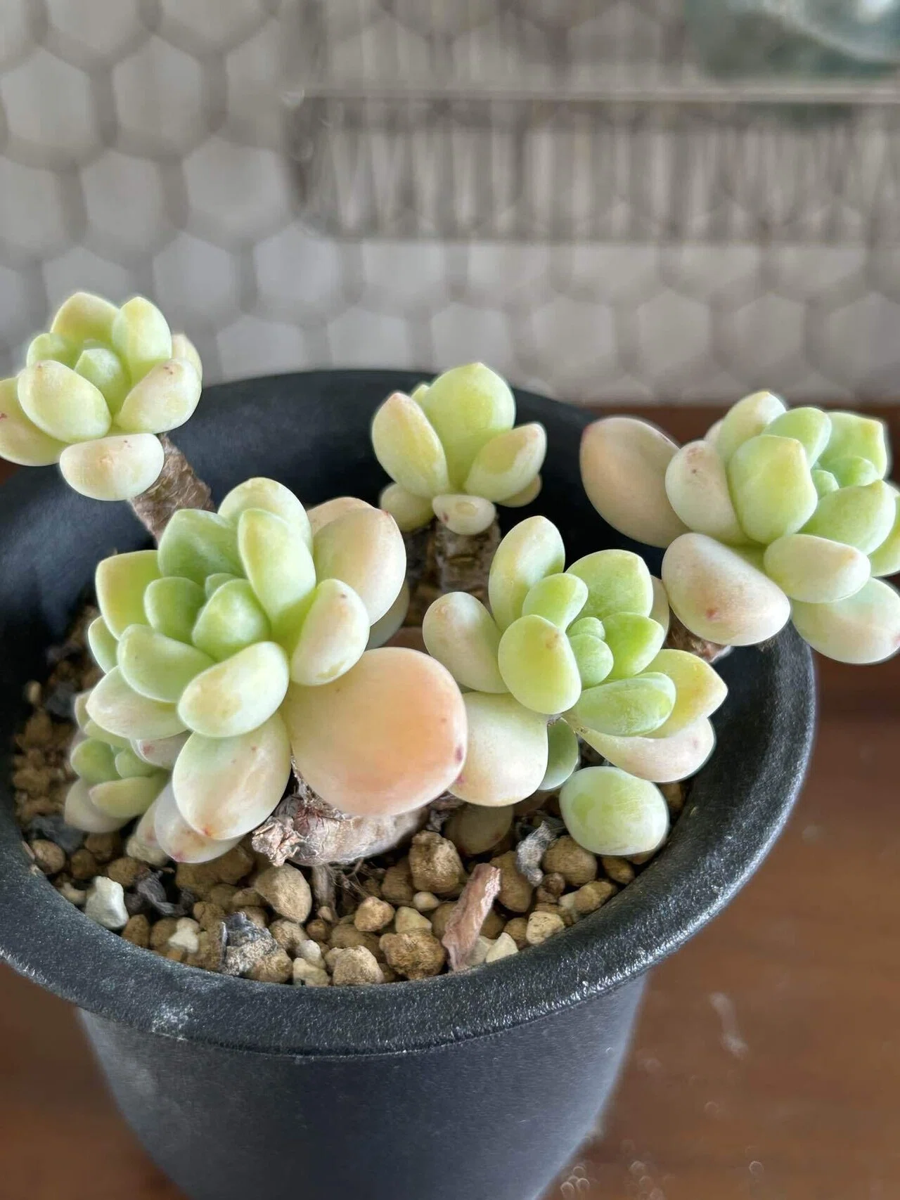 多肉植物大人気綺麗・可愛い zlj 多肉植物大人気綺麗・可愛い zlj