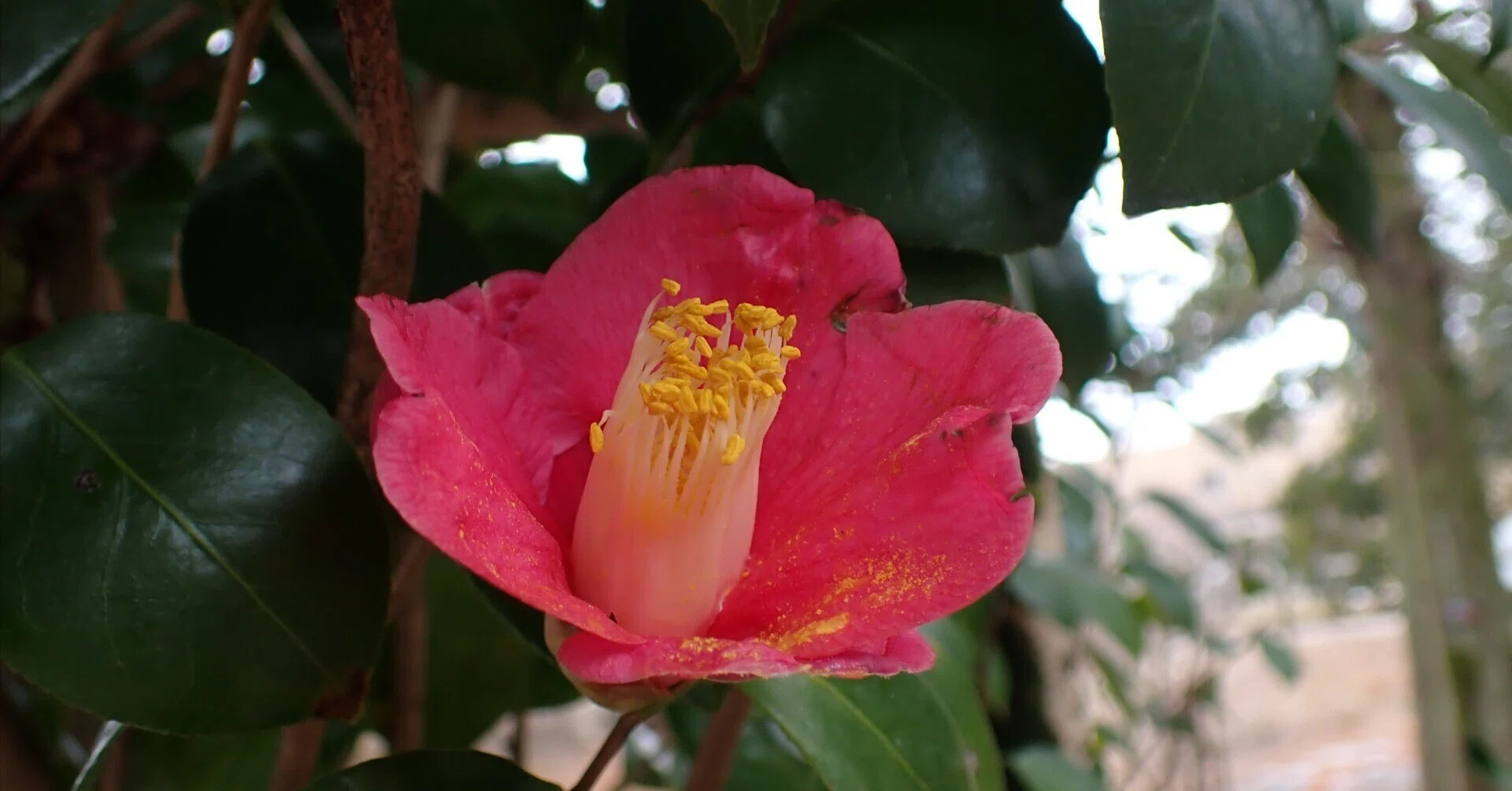短歌の世界に生きる植物たち】落ち椿｜しろいくま