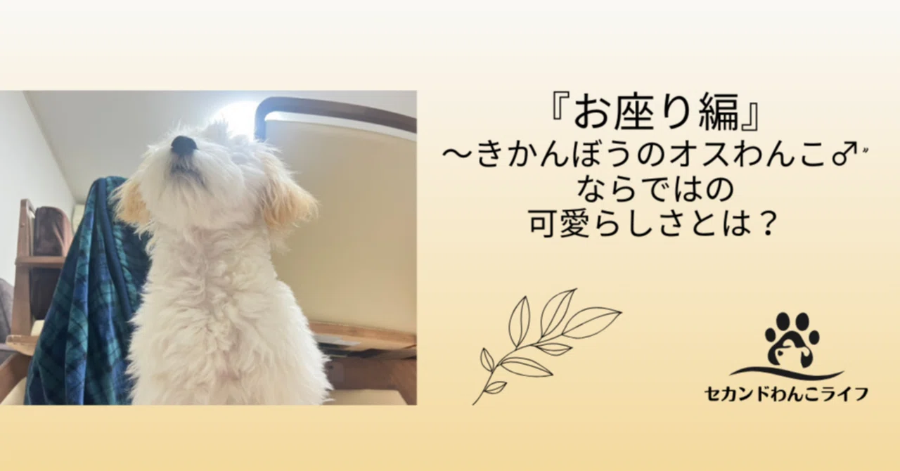 『お座り編』きかんぼうの“オスわんこ♂”ならではの可愛らしさとは？｜山﨑史子《道売り／フィットネストレーナー》