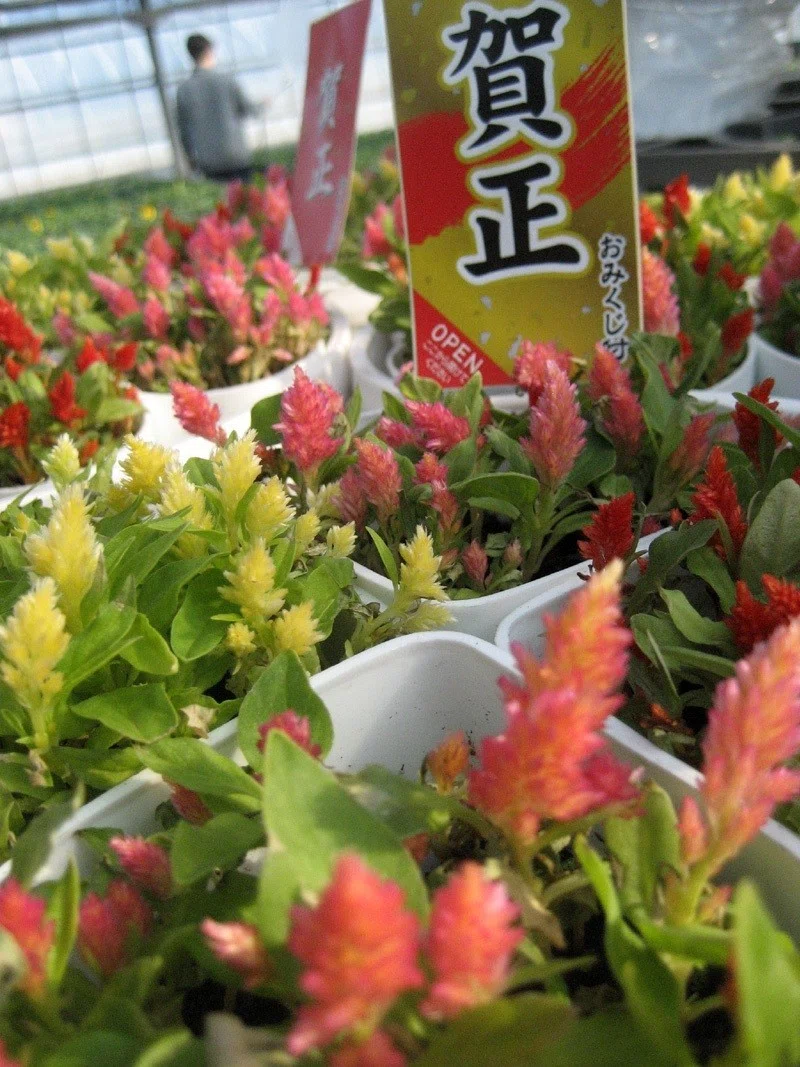 寒天に咲く初春の花 安良 Note