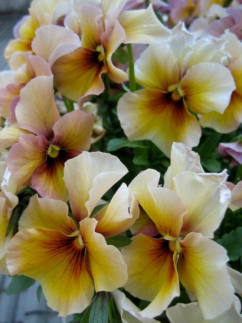 寒天に咲く初春の花 安良 Note