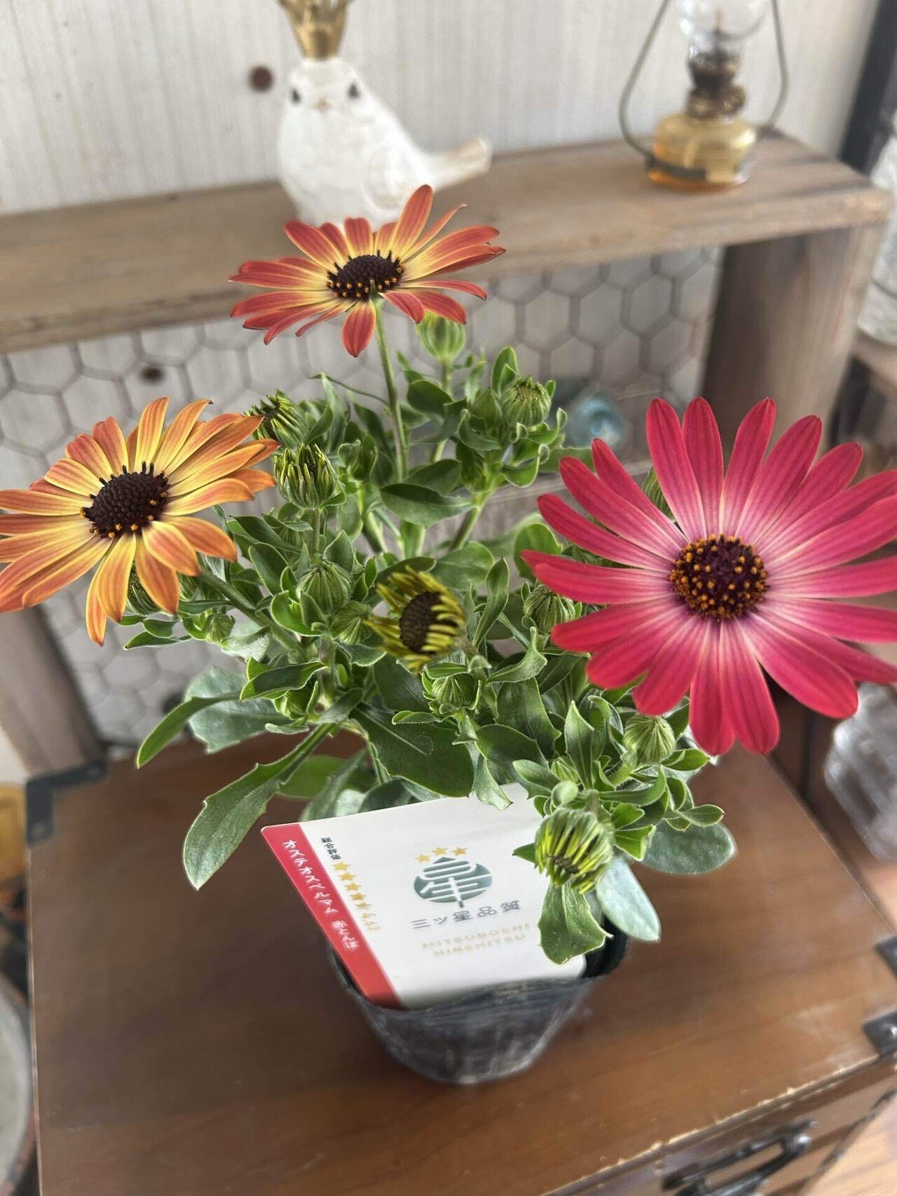 オステオスペルマム・サニーフィリップ（スプーン咲き）