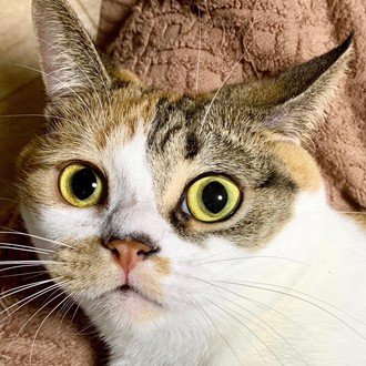 大学入試 総合型選抜・学校推薦型選抜対策 / 小論文対策 専門塾 潜龍舎