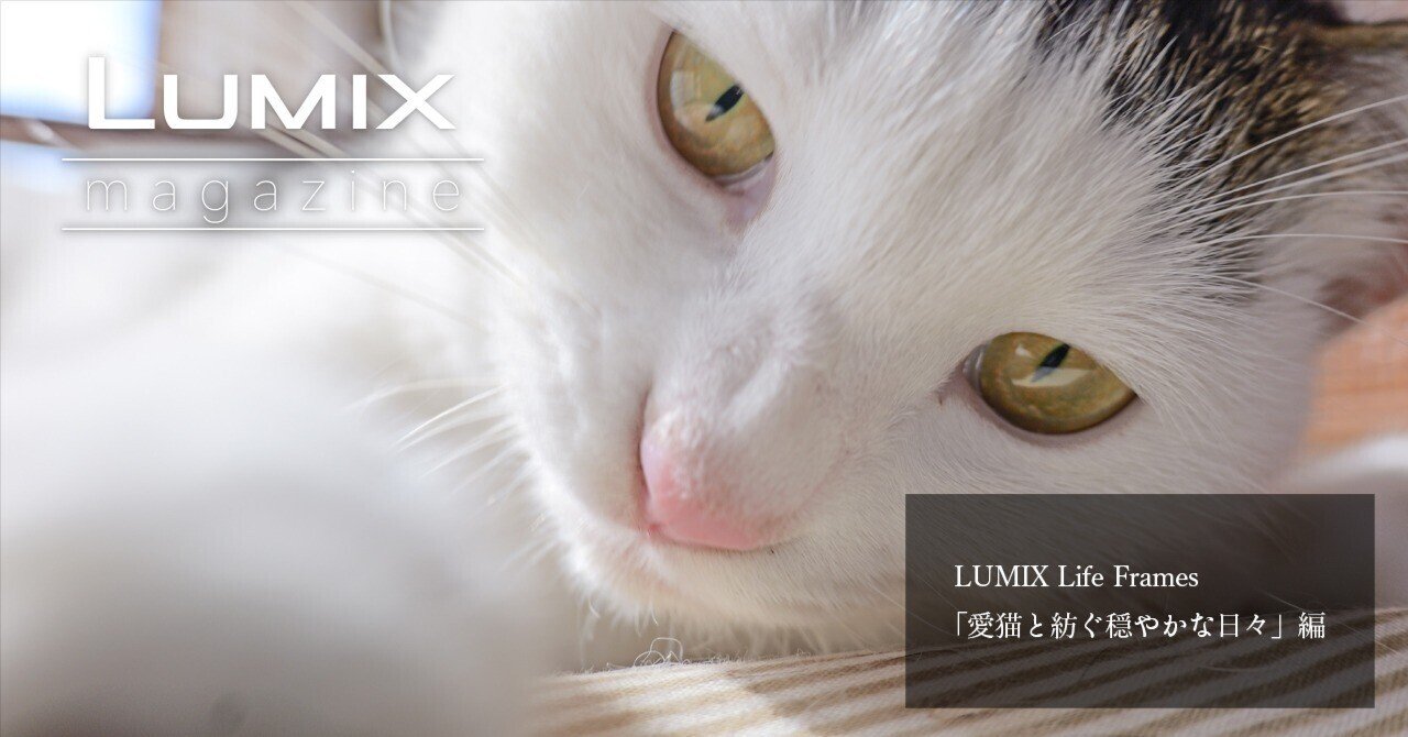 LUMIX Life Frames「愛猫と紡ぐ穏やかな日々」編｜LUMIX Magazine