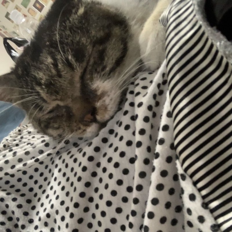 えむのこと 保護してから 育猫ノイローゼ カノコ Note
