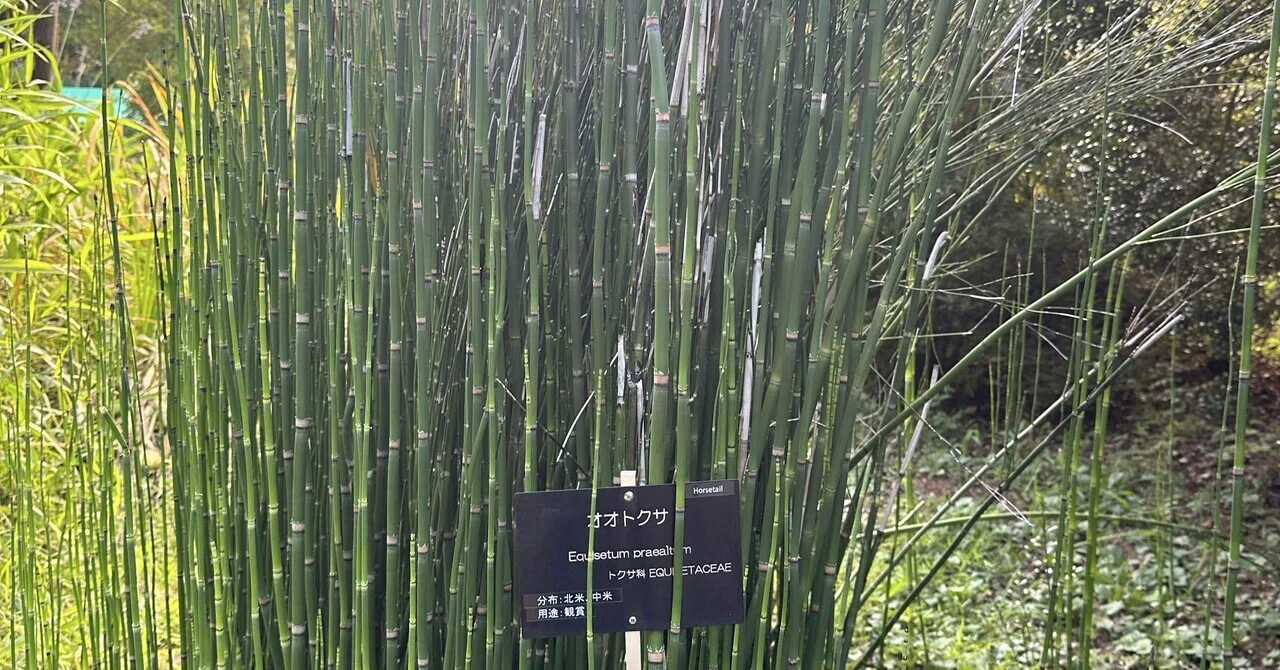 筑波実験植物園 オオトクサ｜トモロウ
