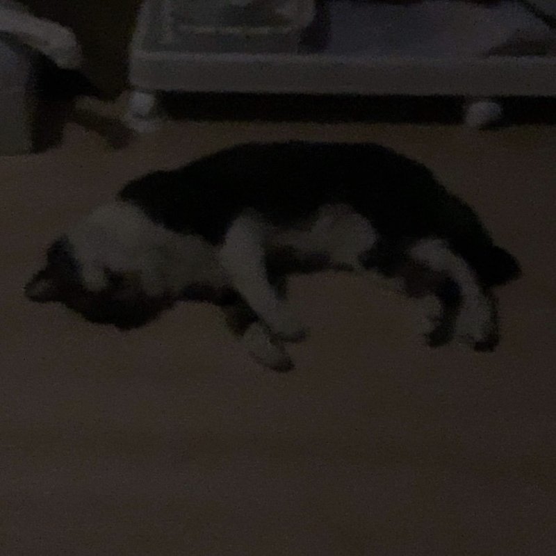 えむのこと 保護してから 育猫ノイローゼ カノコ Note