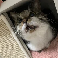 えむのこと 保護してから 育猫ノイローゼ カノコ Note