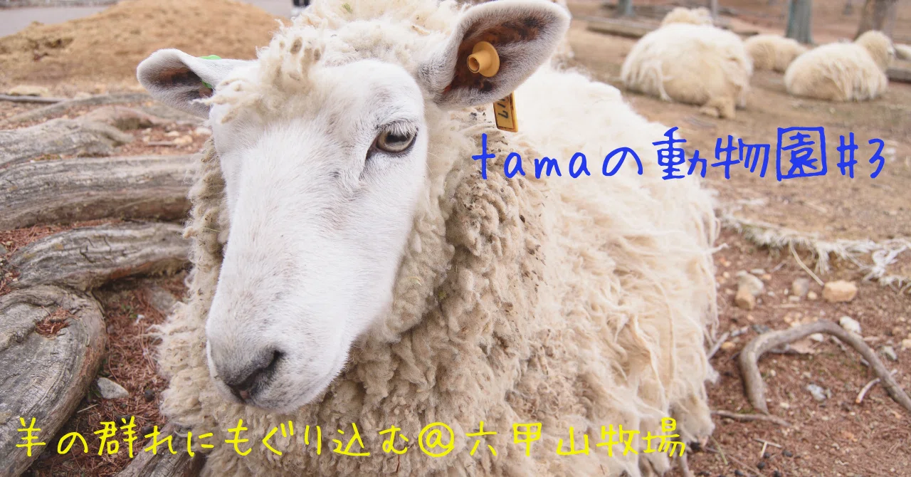 こんなに逃げない羊を初めてみた｜tama：旅と動物、時々おいしいものが