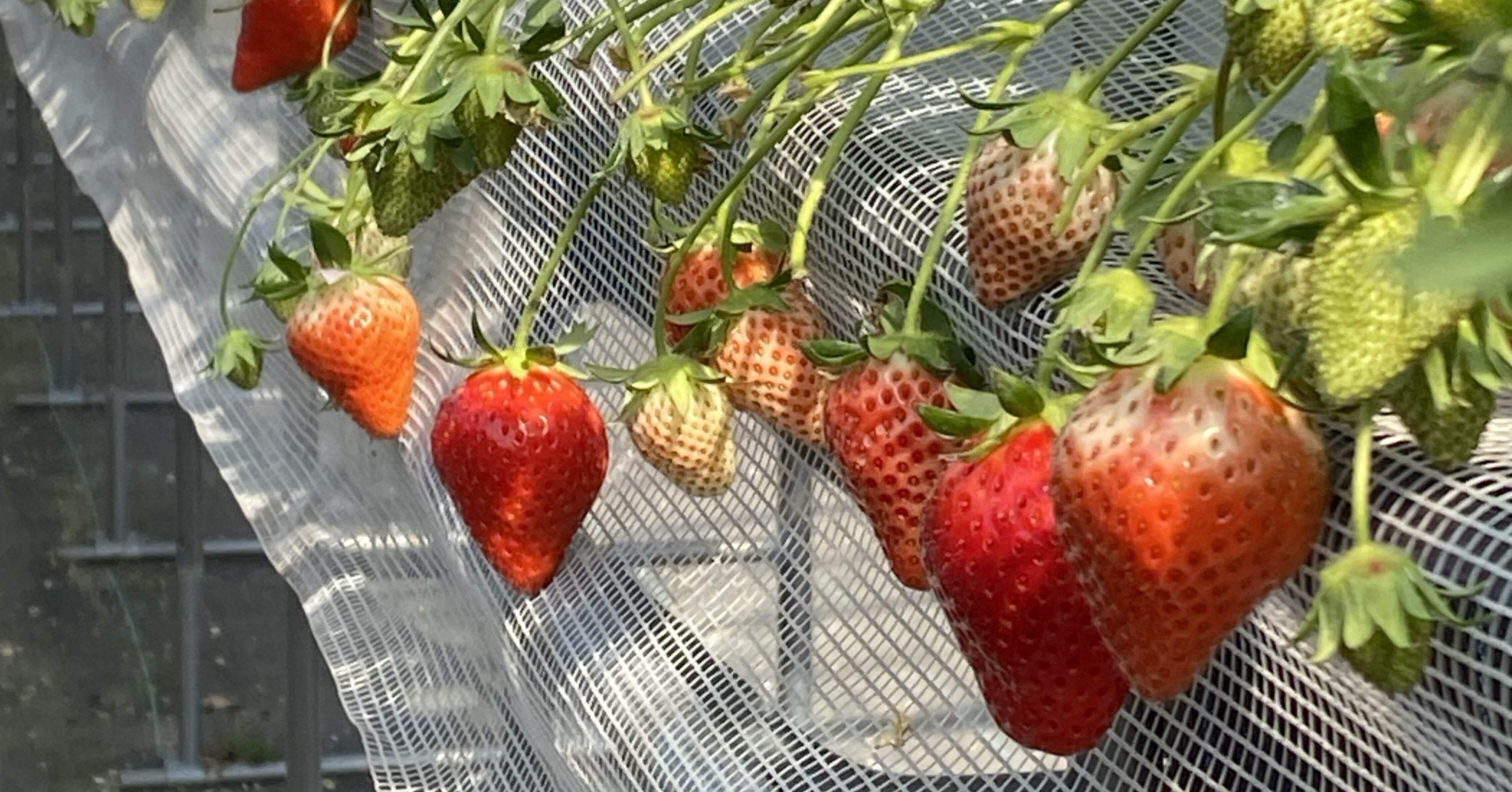 ままりあ農園で人生初のいちご狩りー鹿児島のおいしいもの｜めいこ＠旅