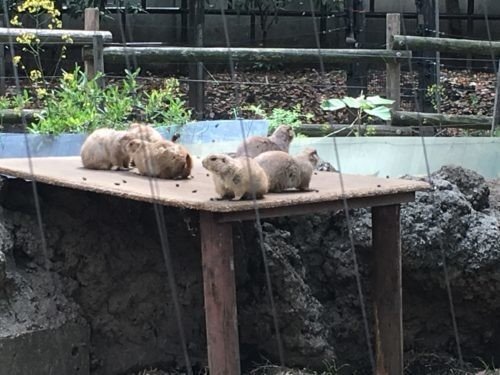 Mogumogu食べ歩きくま 聖地巡礼 上野動物園 あんみつ アメ横 のたまり雑誌 Note